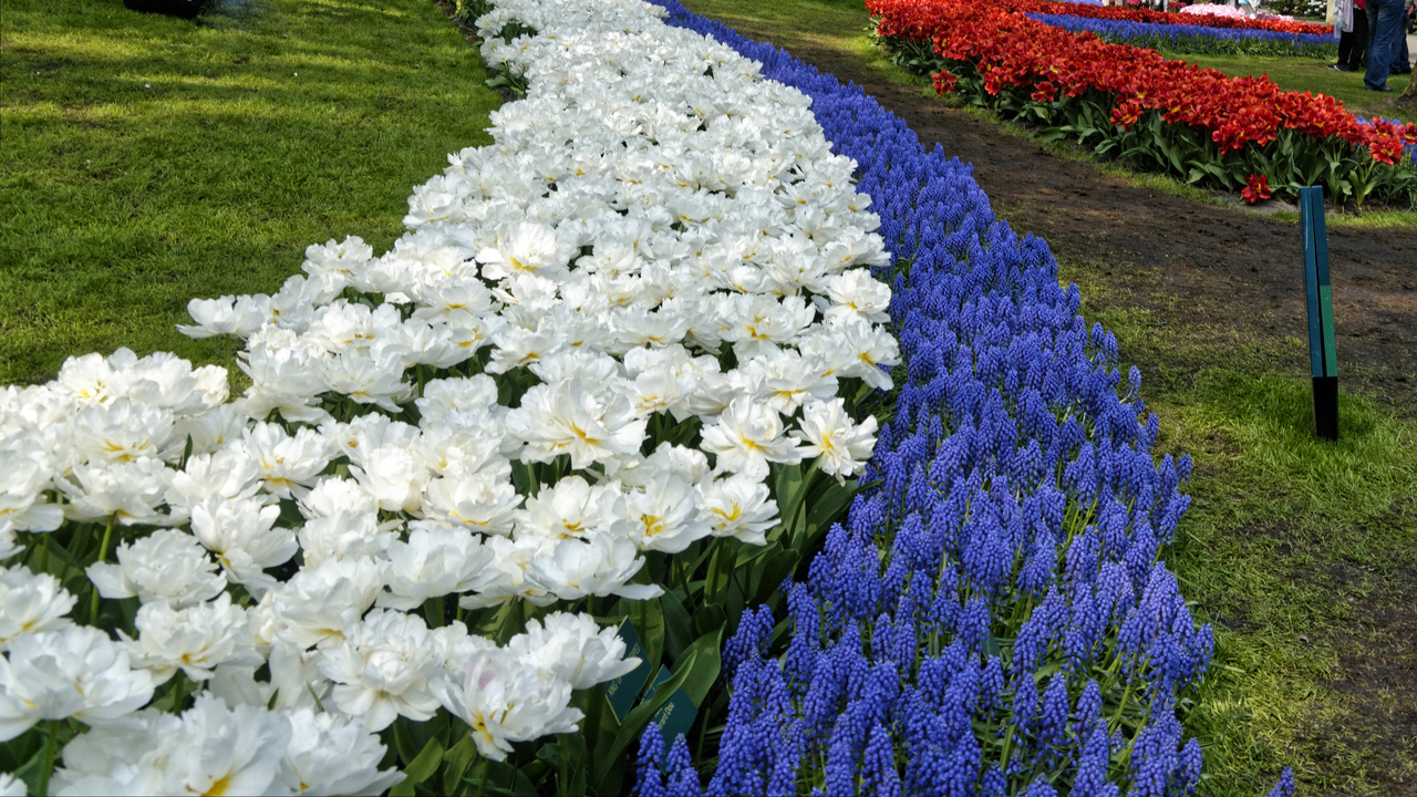 20140423 115245 Keukenhof Gardens, Lisse, South Holland, Netherlands